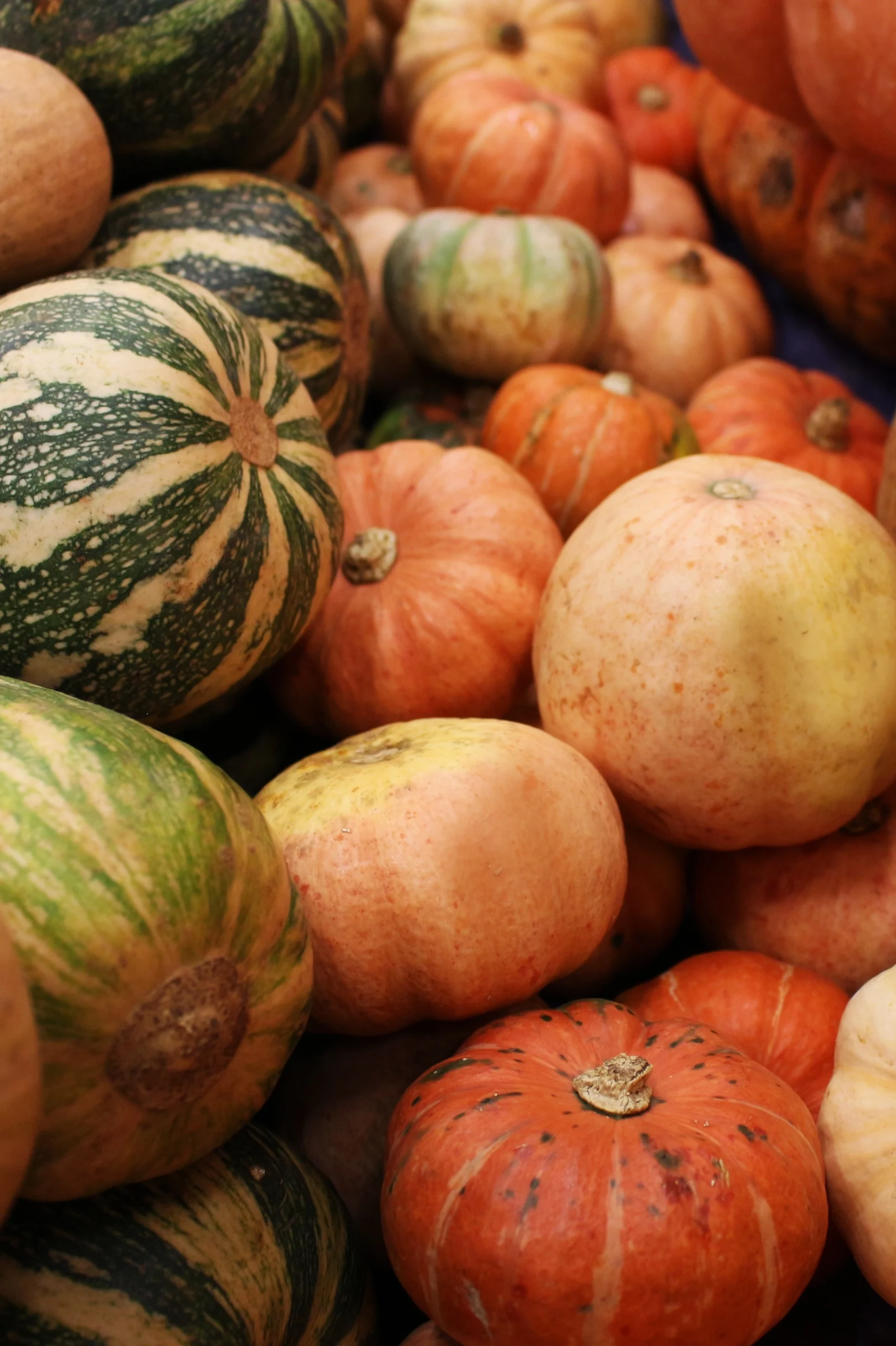 dynia czerwona i zielona