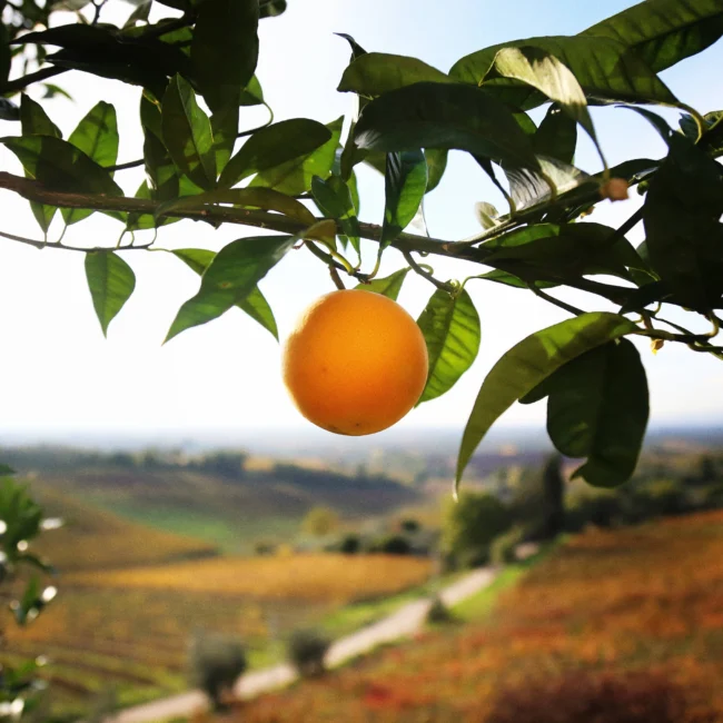 pomarancza na drzewie