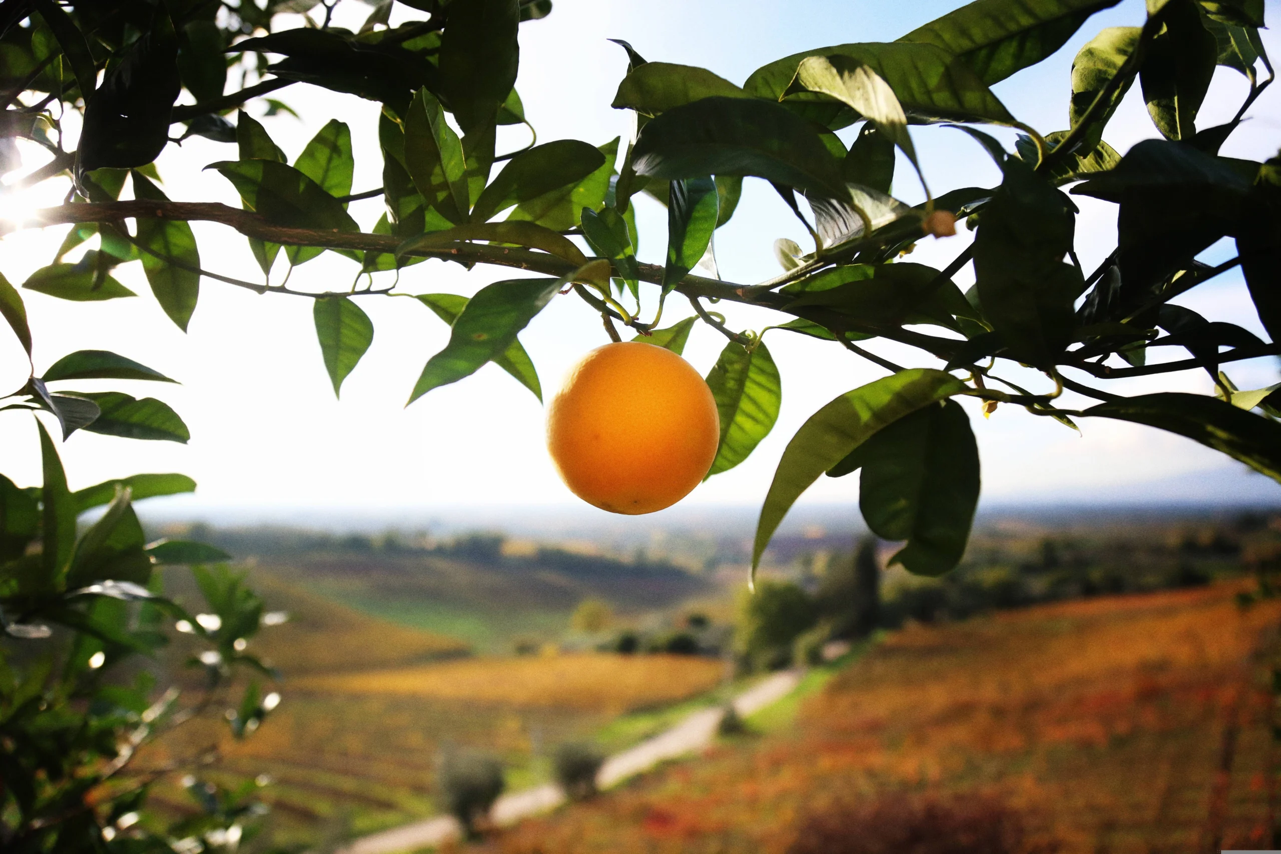 pomarancza na drzewie